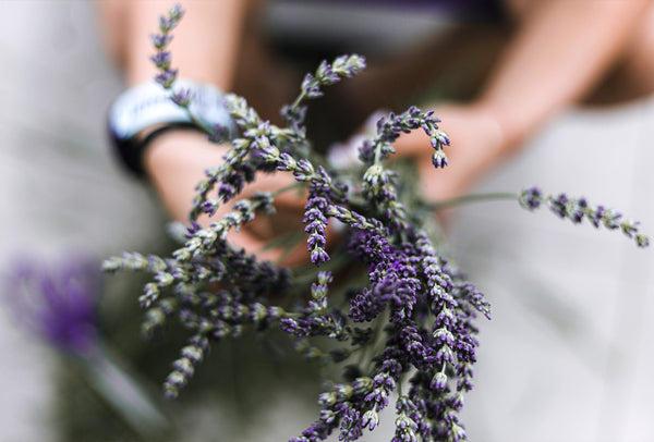 Das kleine Naturkosmetik-Lexikon: #8 Lavendelöl