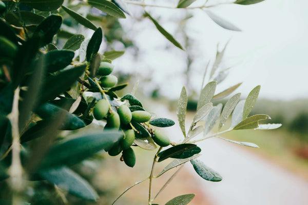 Das kleine Naturkosmetik-Lexikon: #3 Olivenöl